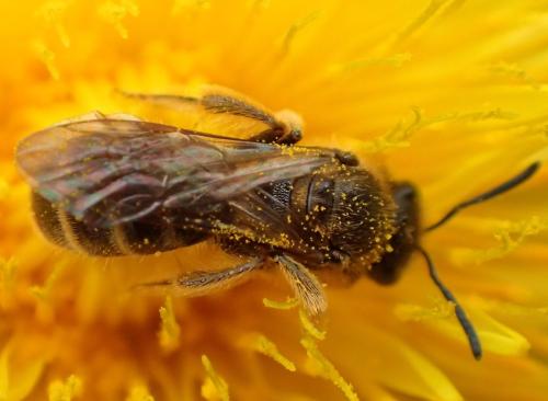 Réf. 316 084 : Lasioglossum sp.